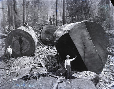 Historic photo of a lumber crew in a forest standing next to chopped-down sections of giant redwood trees