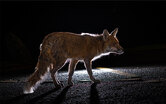 Photo of a coyote crossing a paved road at night with lights shining from behind