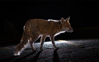 Photograph of a coyote crossing a paved road at night with light illuminating it from behind